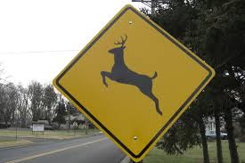 Deer crossing sign on roadway