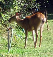 deer eating in summer