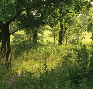 Deer Meadow Habitat