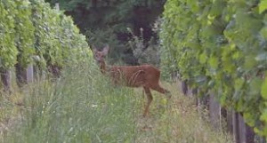 Deer love to hang among the grapes