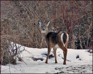 Deer eating browse