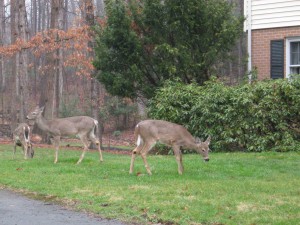 Common morning view